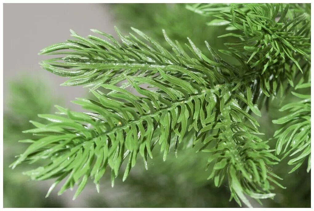 царь елка 190. царь елка 190. ель алиса литая 190см. 9 м. царь елка ель раскидистая премиум литая 210.