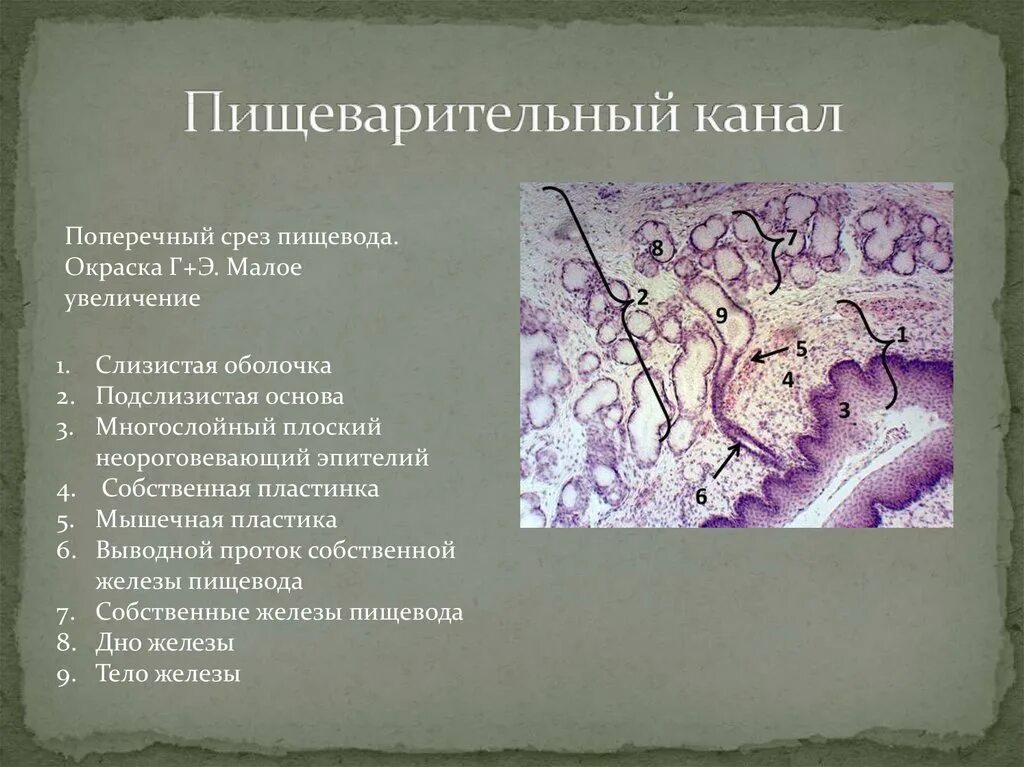 Гистология это наука. Пищеварительный канал гистология. пищеварительная канал гистология препарат. пищеварительный канал поперечный срез. поперечный срез пищевода малое увеличение.