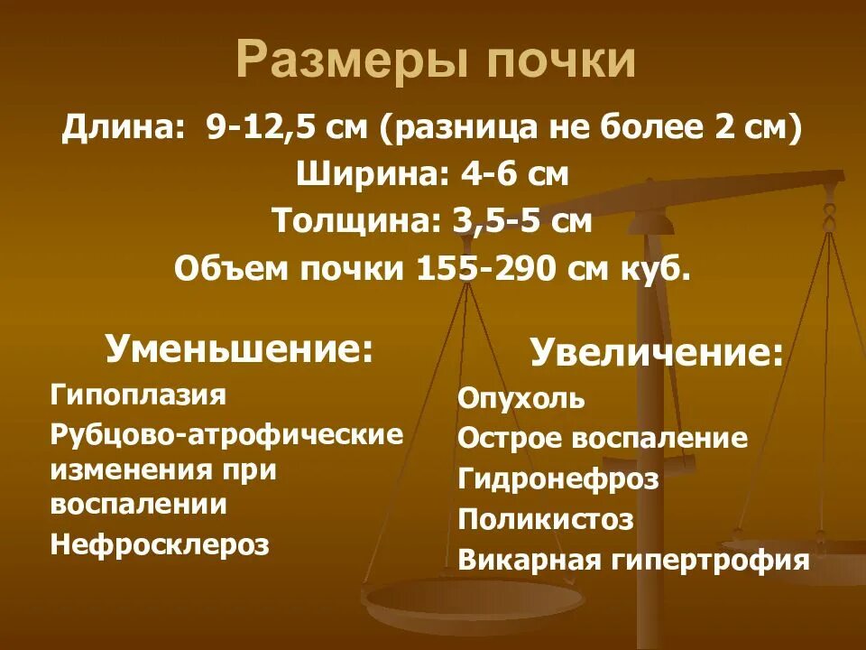 Уменьшение размеров почки. Размеры почек. увеличение размеров почек. толщина почки. ширина почки.