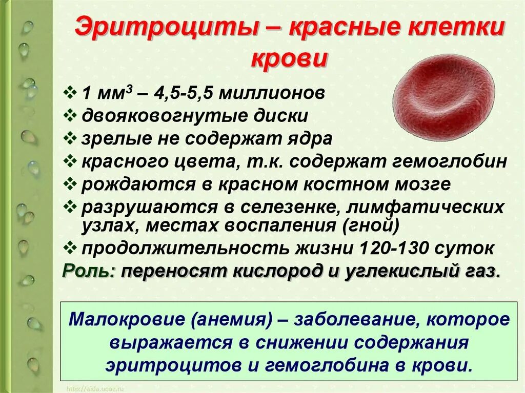 Что значат эритроциты в крови. Эритроциты биология 8 класс. Эритроциты в крови. Эритроциты клетки крови которые. Эритроциты это красные кровяные клетки.