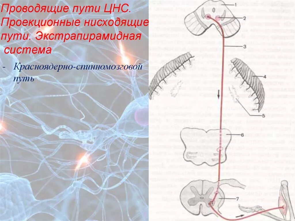 Нисходящий нерв. Проекционные проводящие пути ЦНС. Проводящие пути ЦНС схема. Афферентные проводящие пути ЦНС. Проводящие пути ЦНС анатомия схема.