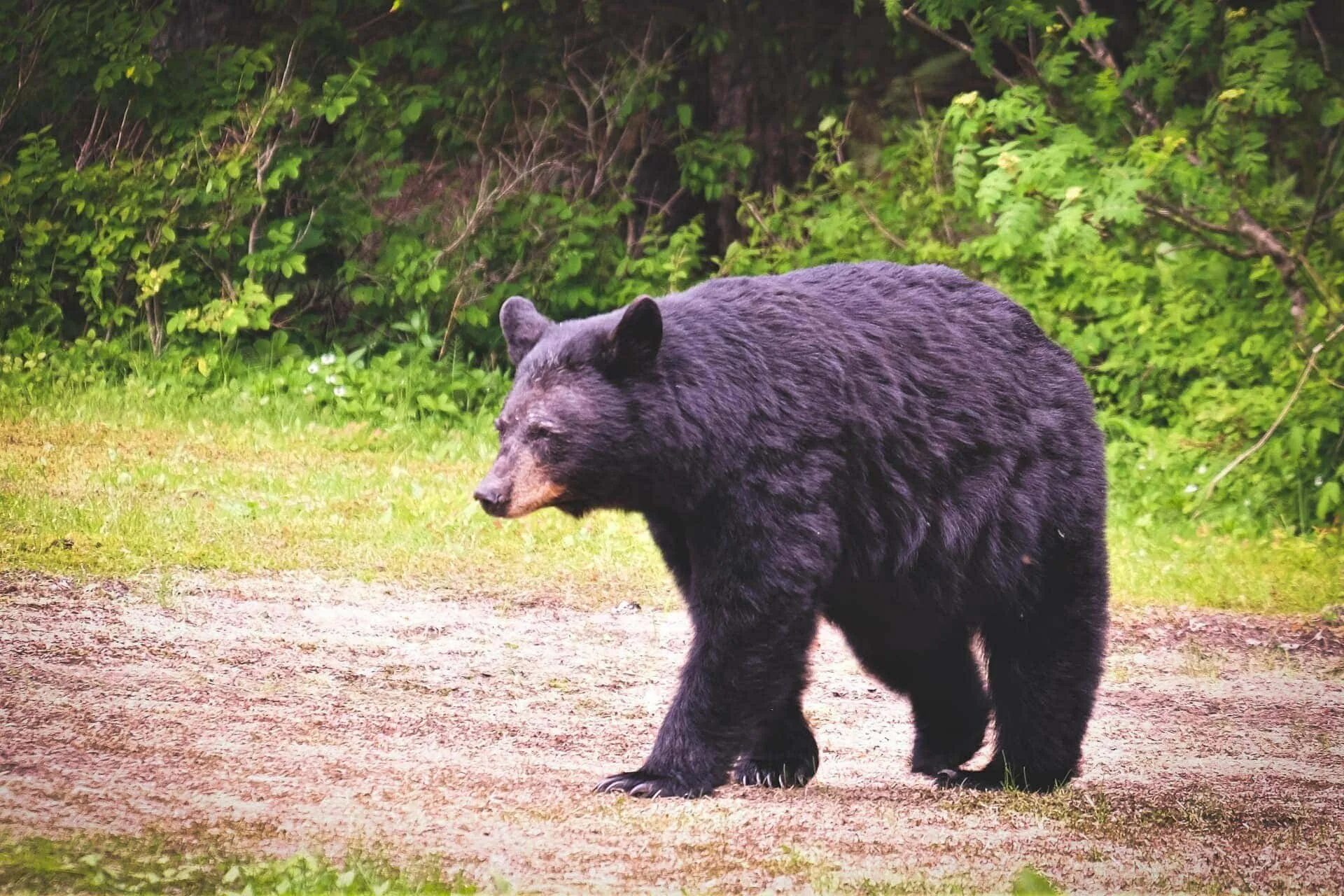 Гималайский белогрудый медведь. Уссурийский белогрудый медведь. Уссурийский Гималайский медведь. Белогрудый медведь Уссурийского заповедника.