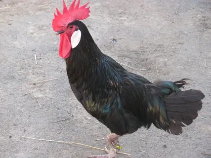 Испанка курица