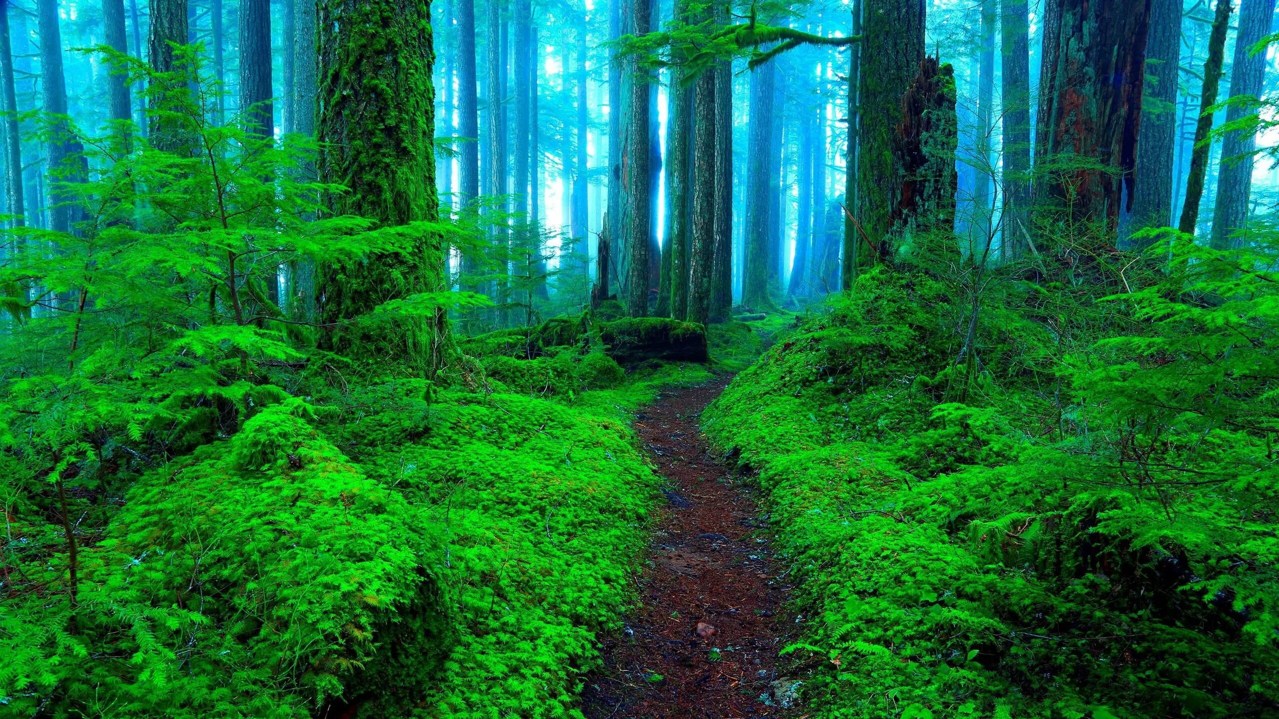 Невероятный лес. Красивый лес. Красивые леса. Зеленый лес. Фон леса.