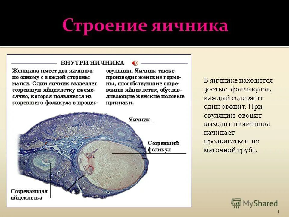 Внутреннее строение яичника