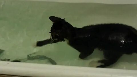 Плавающие кошки видео
