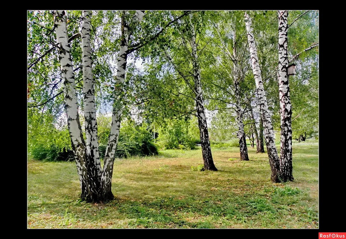 Шумите березы на белорусском