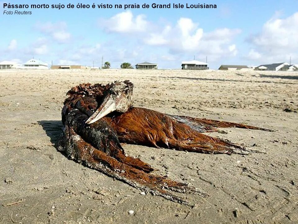 Международные конвенции загрязнения нефтью. Deepwater Horizon разлив нефти. Мексиканский залив катастрофа 2010 последствия. Катастрофа в мексиканском заливе последствия. Разлив нефти в мексиканском заливе 2010.