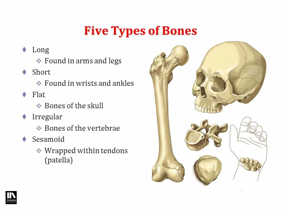 Types of Bones. Плоские кости. Flat Bones. Long Bones. The bones form