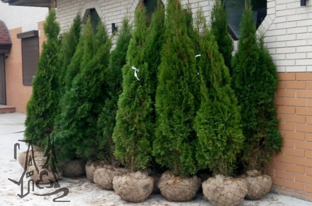 Корневая у туи смарагд. Корневая система туи брабант. Сеянцы туи смарагд. Корни у туи брабант. Корни у туи брабант.