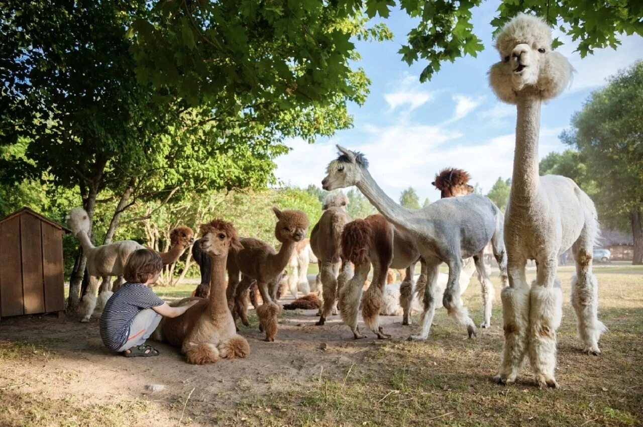Ферма лам москва. Ферма перуанской альпаки. Эко ферма российские альпаки. Ферма лам и альпак дмитровский район. Российские альпаки, деревня походкино.