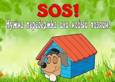 Каждой собаке дом