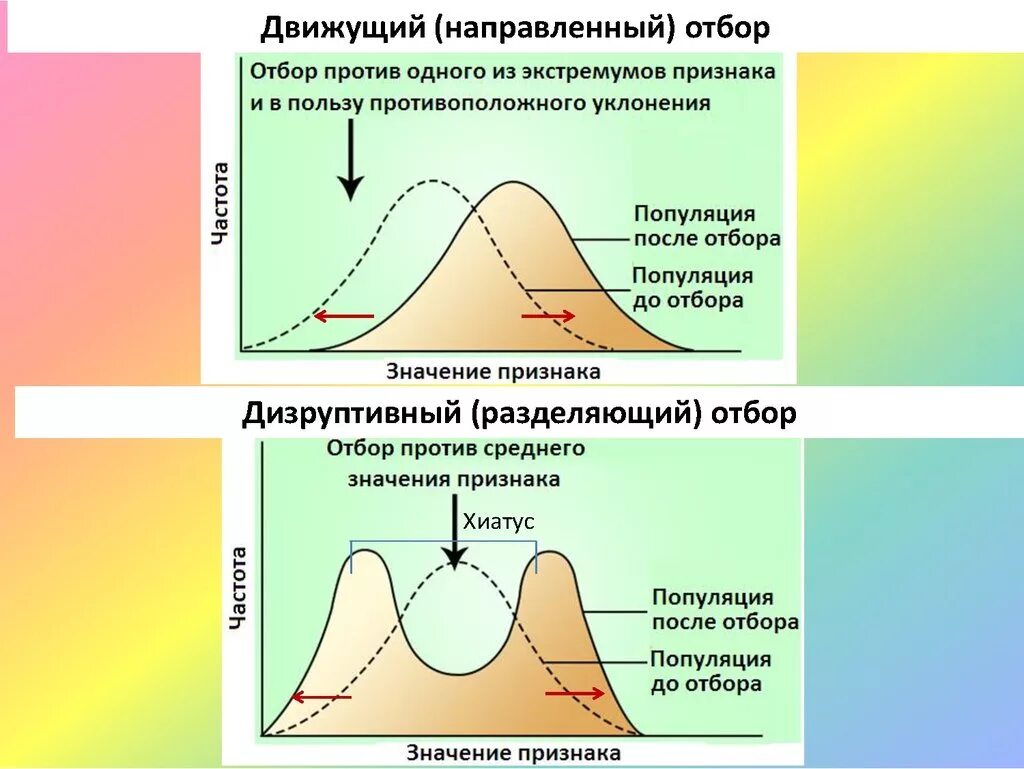 Стабилизирующий движущий и дизруптивный отбор. Схема действия форм естественного отбора. Диаграммы естественного отбора. Естественный отбор формы направленный. Движущая форма естественного отбора результат