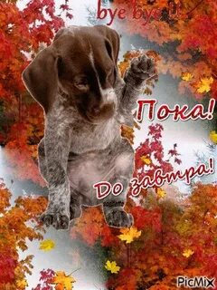Большой красивая пока