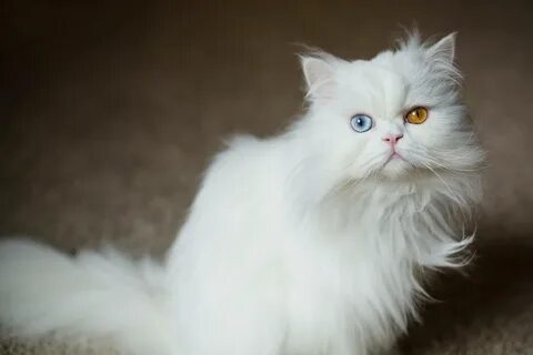 Белый персидский кот