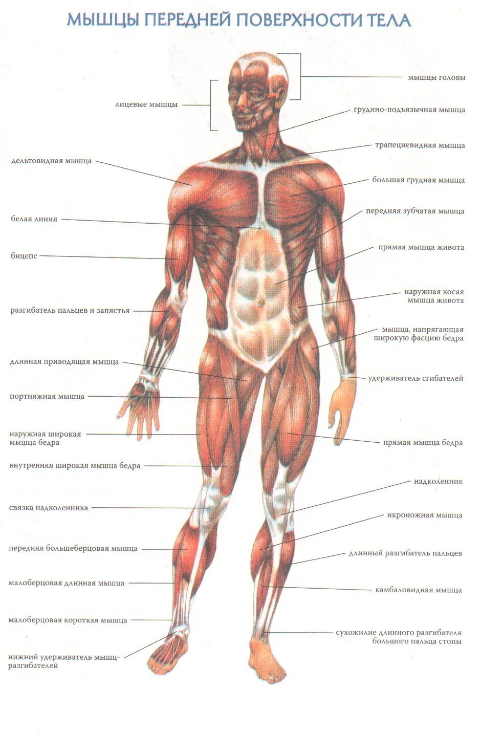 Название организма человека. Мышечная система человека схема. Мышечная система человека вид спереди. Мышцы человека схема с названиями анатомия. Схема мышц туловища человека.