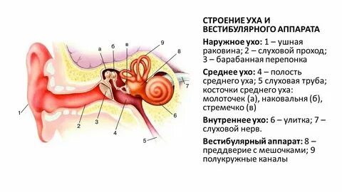 Проводящая система уха