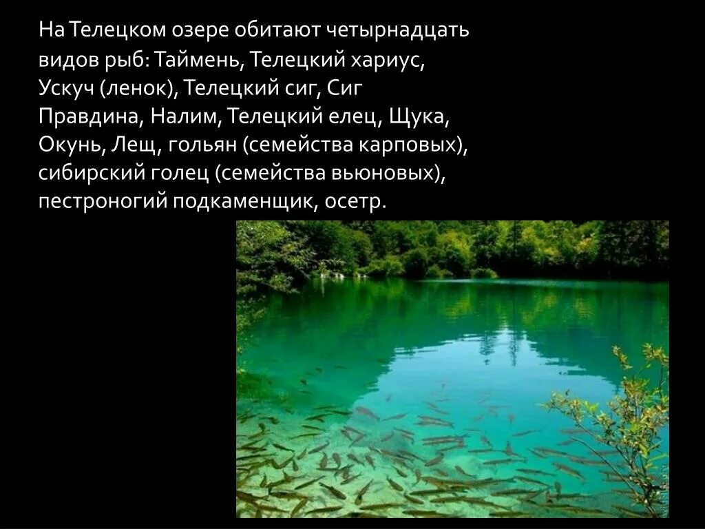 В каком озере обитает. Телецкое озеро виды рыб. рыбы обитающие в телецком озере. телецкое озеро сообщение. телецкое озеро алтай рыба.