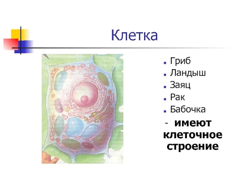 Человек имеет клеточное строение. Строение клетки. Клеточное строение имеют. Клетка ландыша. Клетка грибов.