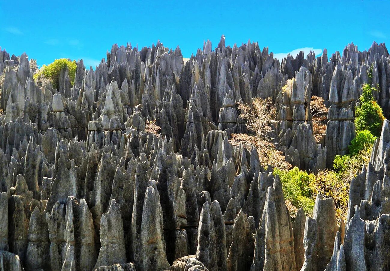 Была одной из самых острых. Заповедник Цинжи-дю-Бемараха Мадагаскар. Цинжи-дю-Бемараха каменный лес Мадагаскар. Цинги-де-Бемараха каменный лес на Мадагаскаре. Каменный лес» цинги-де-Бемараха.