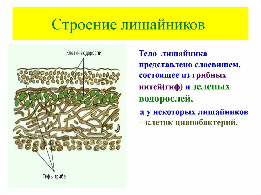 Какое тело лишайника. Строение слоевища лишайника. Строение кустистого лишайника. Строение таллома лишайника. Внутреннее строение лишайника.