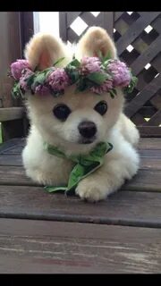 Красивые очень милые животные