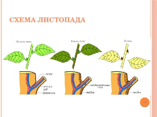 Значение листопада. Схема процесса листопада. опадение листьев схема. процесс опадения листа схема. листопад схема биология.