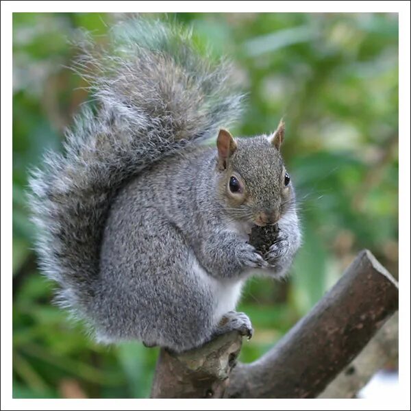 Пиши белочка. Белки с книжкой. Пиши белочка. Пиши белочка. Пиши белочка.