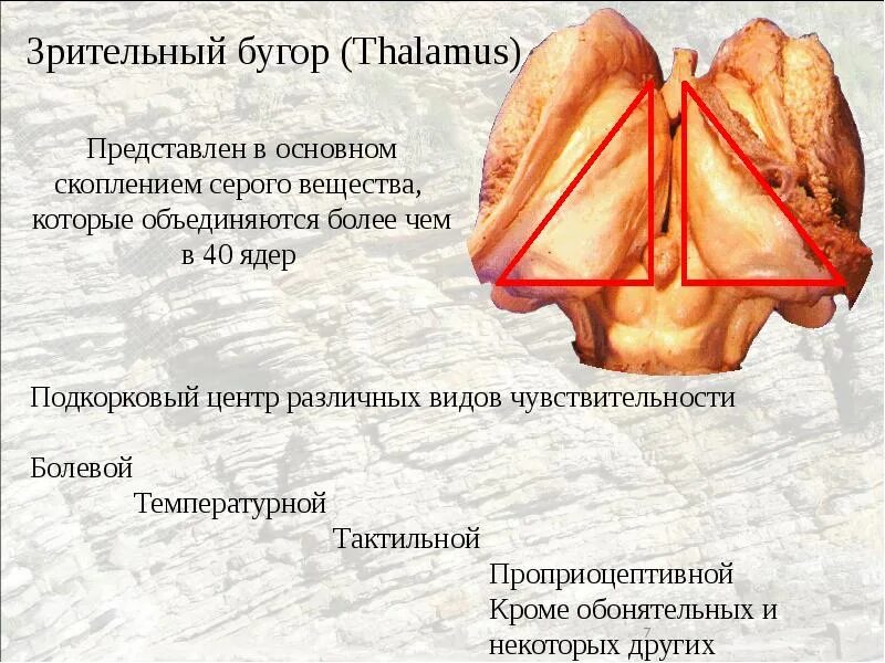 Зрительные ядра. Зрительный бугор. Зрительный бугор таламус. Зрительные ядра таламуса. Ядра зрительного бугра.