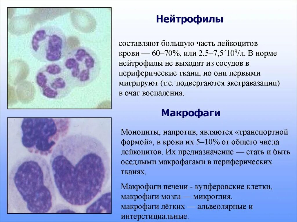 Нейтрофилы. Нейтрофилы иммунология. Нейтрофилы в тканях. Макрофаги и нейтрофилы