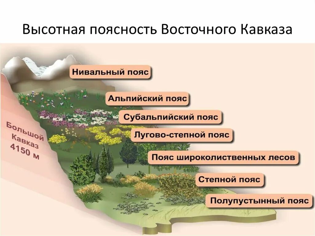 Факторы влияющие на формирование природных зон. Природные зоны Кавказа Высотная поясность. Высотная поясность Западного Кавказа. Высотная поястностькавказских гор. Высокоя поясность Кавказа.