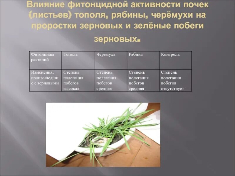 Какие вещества выделяют воздух листья многих растений. Фитонцидная активность растений. растения обладающие фитонцидными. растения содержащие фитонциды. продукты содержащие фитонциды.
