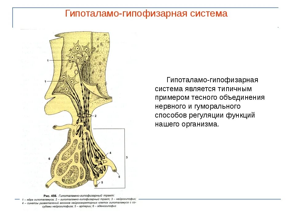 В работе гипоталамо гипофизарной системы заложен принцип. Гипоталамус гипофизарная система. Гипоталамо-гипофизарная система схема. Строение и функции гипоталамо-гипофизарной системы. Схема строения гипоталамо гипофизарной нейросекреторной системы.