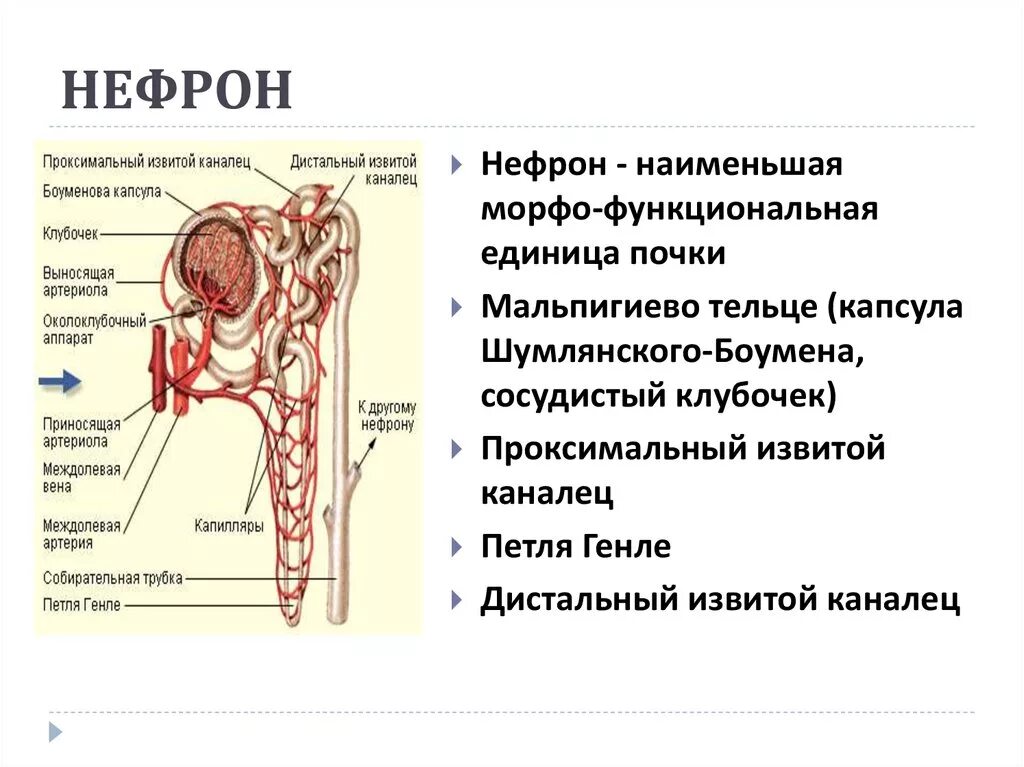 Петля извитого канальца нефрона. Нефрон капсула Шумлянского Боумена. Проксимальный отдел нефрона. Дистальные канальцы нефрона. Проксимальный и дистальный отдел нефрона.