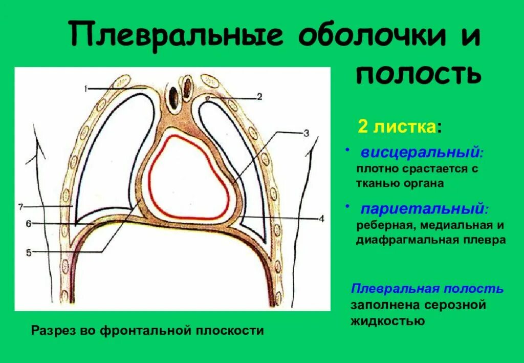 Синусы плевральной полости анатомия. Плевра строение листки. Плевральные полости, синусы плевры. Плевральная полость анатомия.