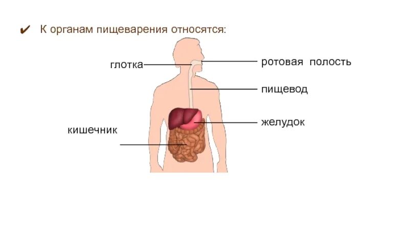 Печень ротовую полость пищевод и желудок. Что относится к пищеварительной системе. Органы относящиеся кпищеваарительной системе. К пищеварительной системе относят. К пищеварительной системе не относится.