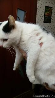 Белая кошка с черными пятнышками