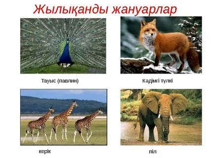 Порно ағасы өзінің ыстық қарындасын трахает