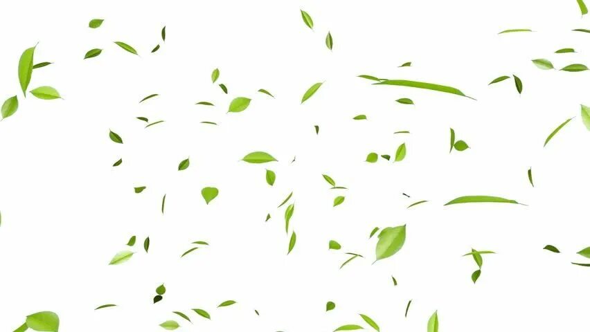 Сухой лист дерева. Листья на прозрачном фоне. Зеленые листья на прозрачном фоне. Листья летят. Летающие листья.