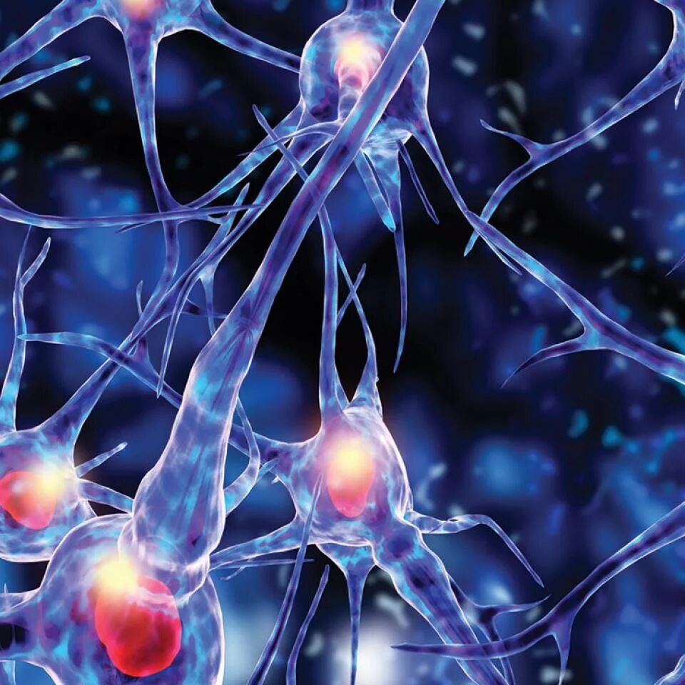 Клетки мозга человека состоят из. Нейроны и нейроглия. Глия клетки. Нейроглия глиальные клетки. Нейроны нейроглия ткань.