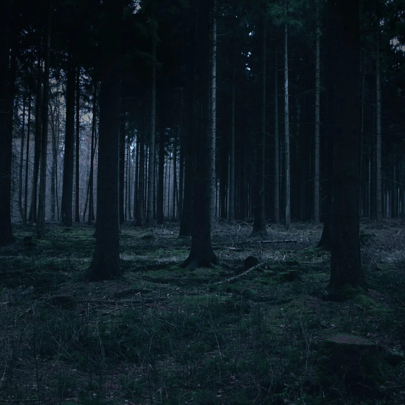 Светлая среди темных. Ночной лес. Мрачный лес. «Ночь в лесу». Темный лес ночью.