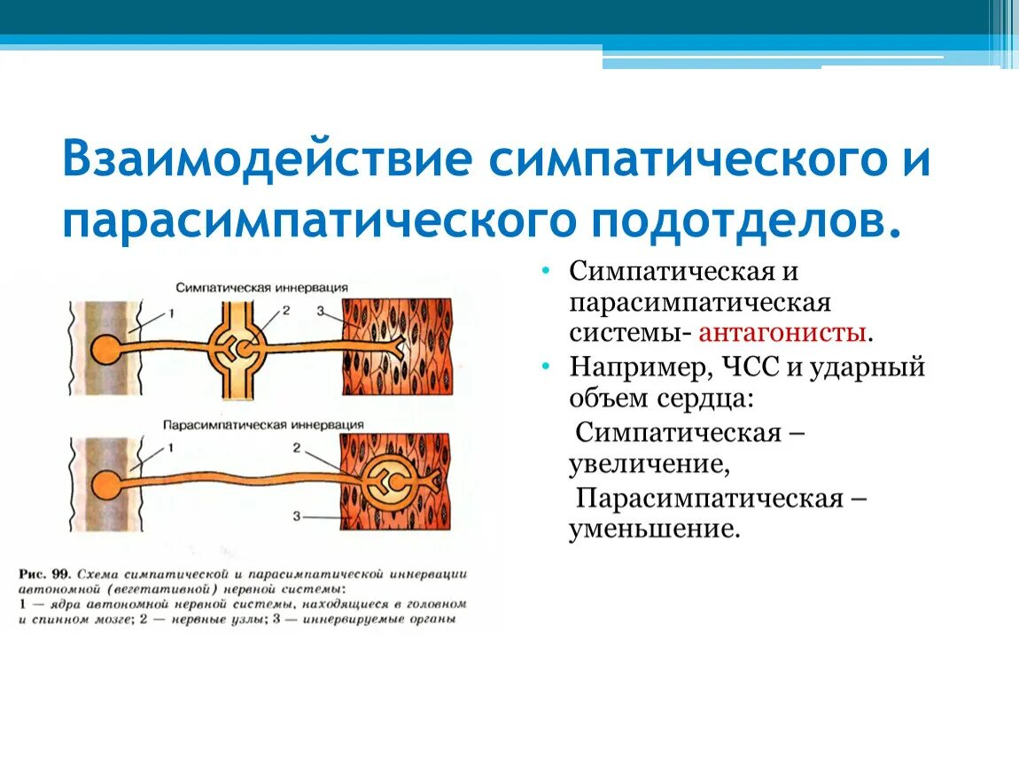 Схема симпатической и парасимпатической нервной системы. Парасимпатическая система и симпатическая система. Парасимпатическая нервная система и бронхи. Ядра симпатической и парасимпатической нервной системы.