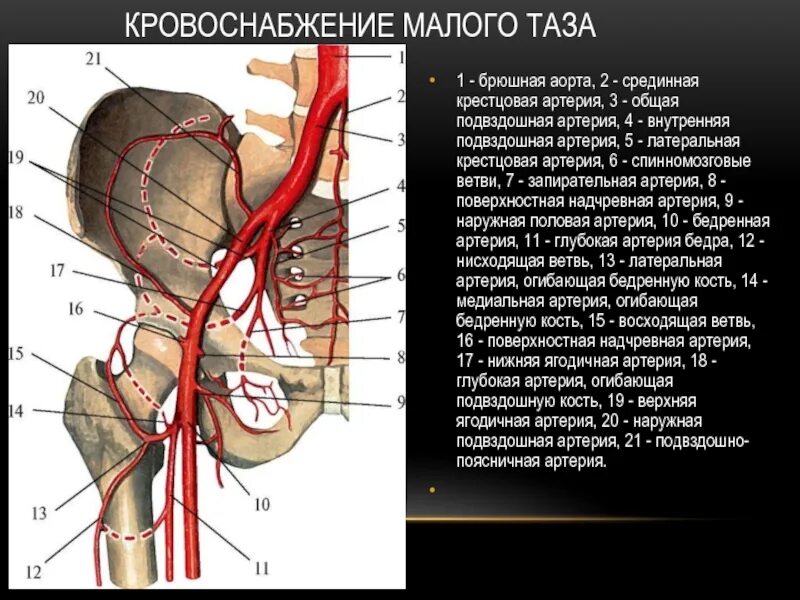 Как улучшить кровообращение в малом тазу. Как улучшить кровообращение в малом тазу