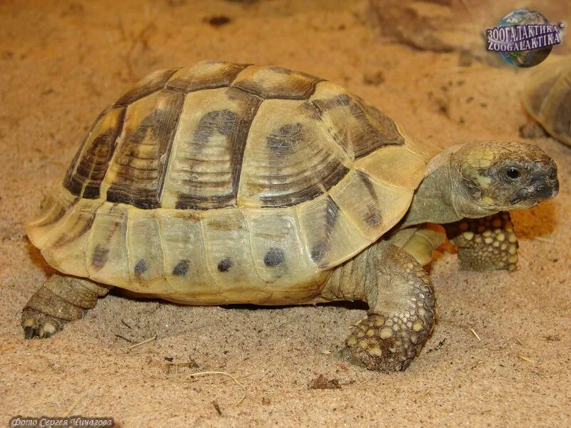 Пресмыкающиеся жарких стран. Testudo Hermanni. Балканская черепаха. Черепаха жарких стран.