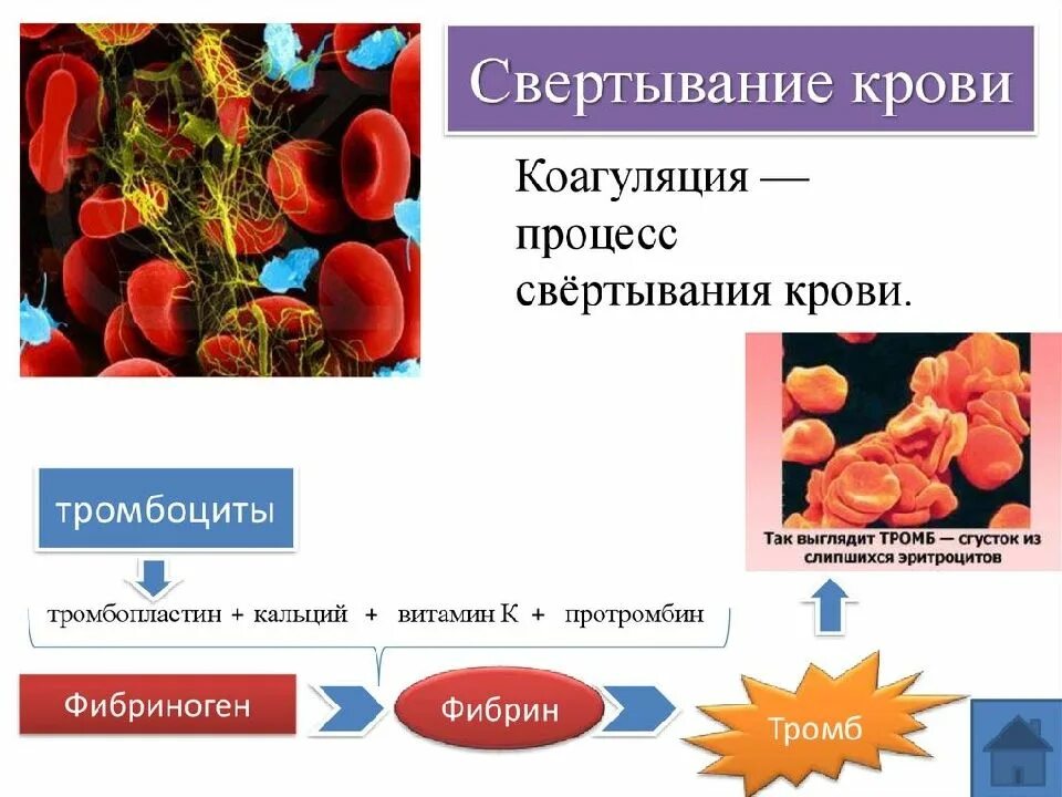 Компонент свертывающей системы плазмы крови. Тромбоциты механизм свертывания крови. Патологии, нарушающие процесс свертывания крови. Тромбоциты процесс свертывания крови. Тромбоциты и тромбы