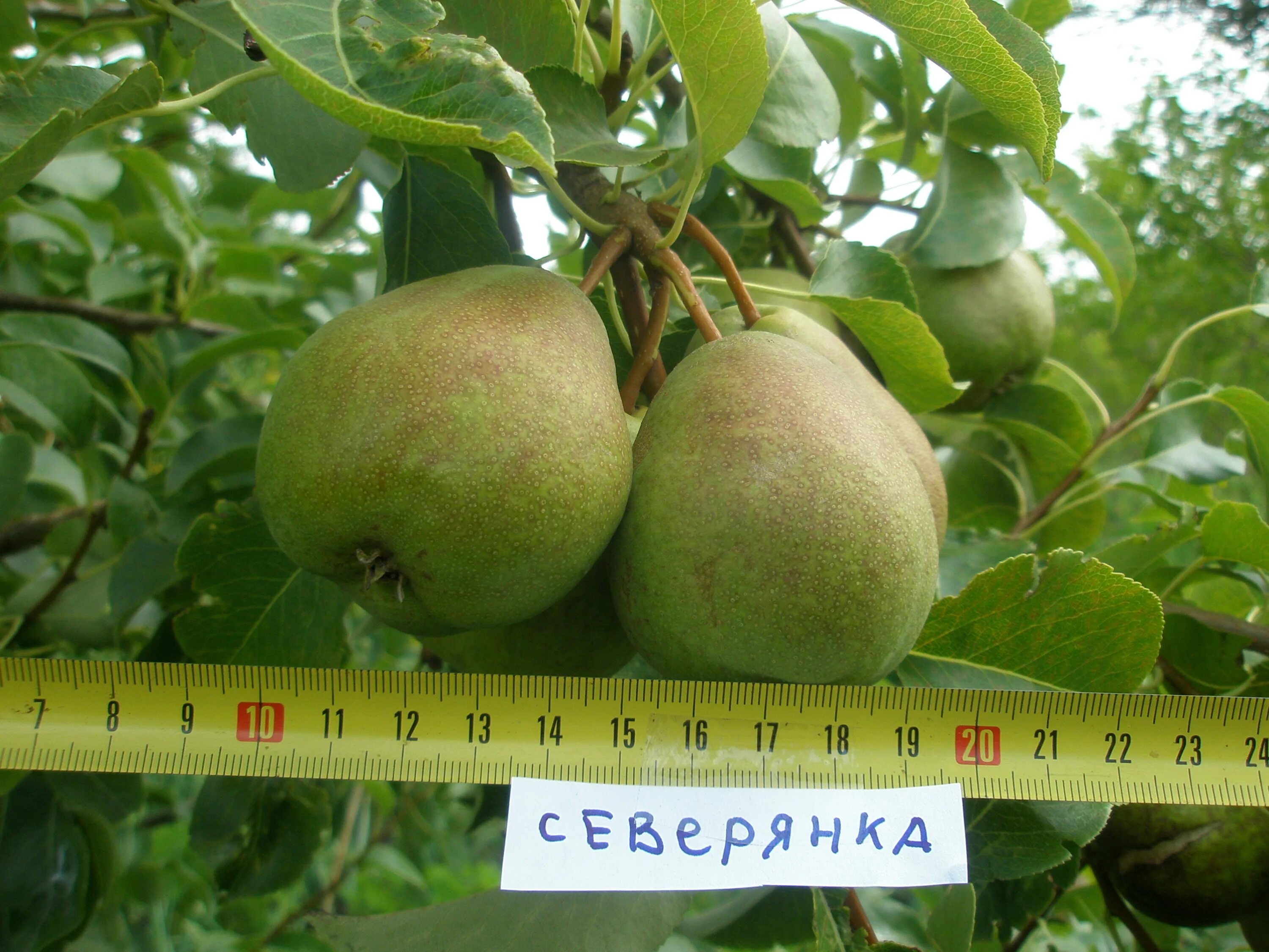 Груша Северянка Яковлева. Сорт груши Северянка. Груша Северянка Краснощекая. Колоновидная груша Северянка. Северянка груша описание фото отзывы опылители