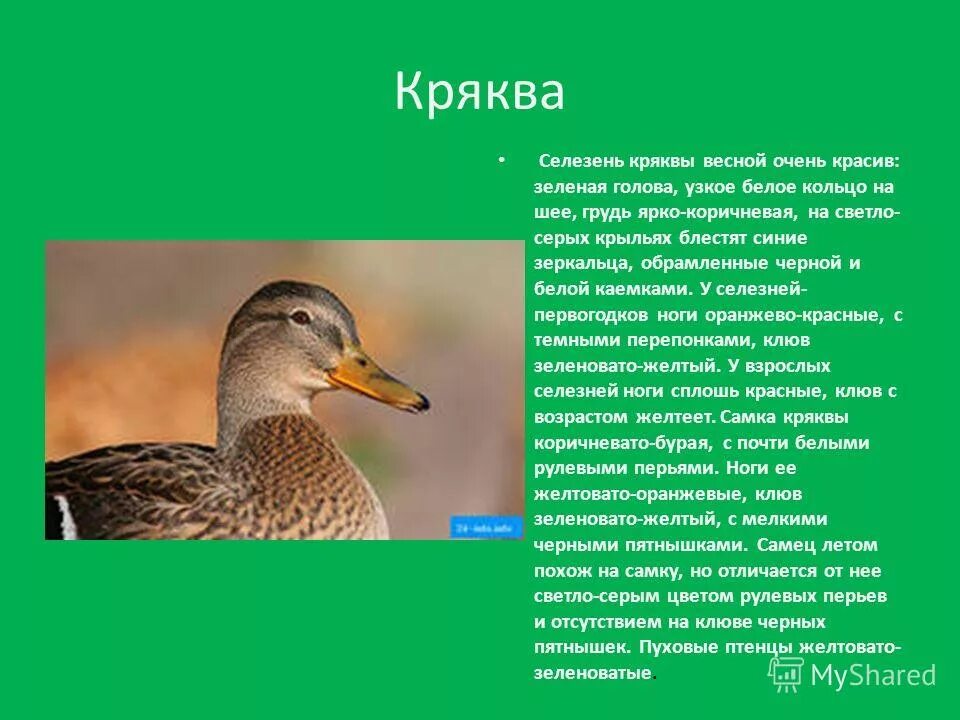 Кряква биологическое значение. Птицы водоплавающие и околоводные. Экологический критерий утки. Утка кряква среда обитания. Кряква биологическое значение.