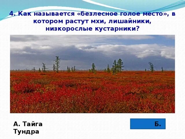 В какой природной зоне растет мох. Тундра и Тайга различия. Отличие тайги от тундры. Тайга и тундра разница. Чем отличается тундра от тайги.