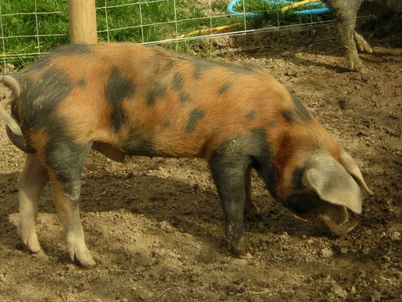 Ливенская свинья. Ливенская порода свиней. Ливенсая прода свиньи поросята. Леманская порода свиней.