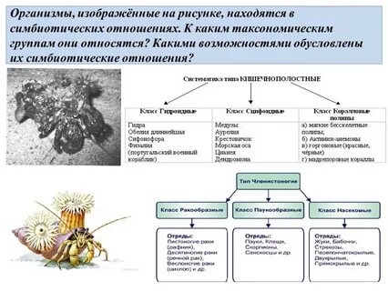 Виды симбиотических организмов